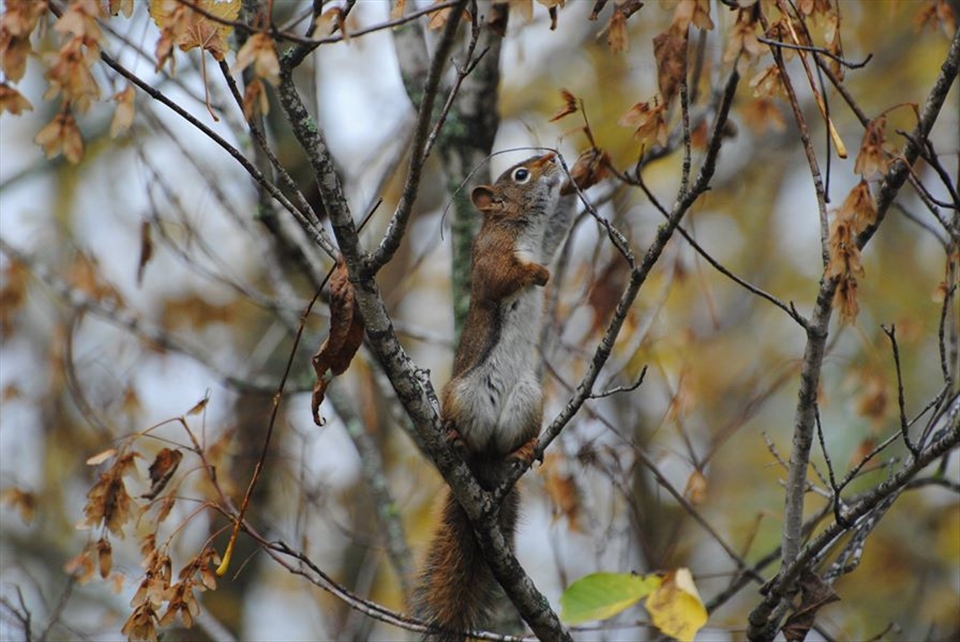 Red Squirrel Reaching
