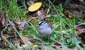 Winter Birds: by keithgardiner, Views[207]