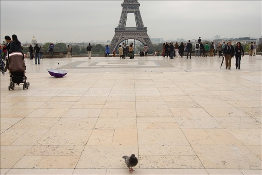 I noticed that Paris was infested with pigeons. I hate them but they can be pretty sometimes.