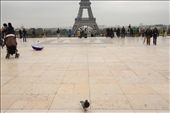I noticed that Paris was infested with pigeons. I hate them but they can be pretty sometimes.: by kellyabarca, Views[295]