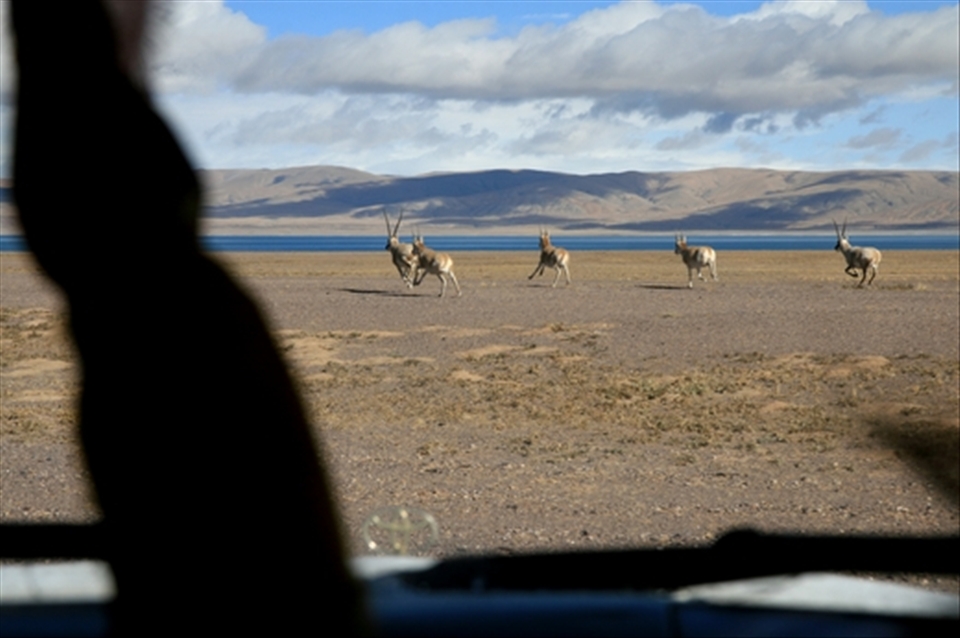 Run, Enjoy Your Life in the Heaven - Tibetan Antelopes