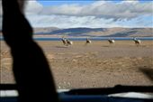 Run, Enjoy Your Life in the Heaven - Tibetan Antelopes: by kellychenfromshanghai, Views[550]