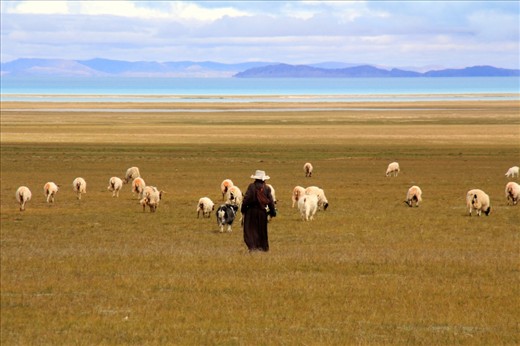 The animal feeding is the main economic activity among almost all Tibet people.