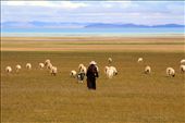 The animal feeding is the main economic activity among almost all Tibet people.: by kellylyfu, Views[498]