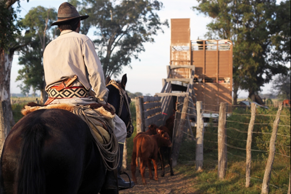 Traditional Argentine cowboy 