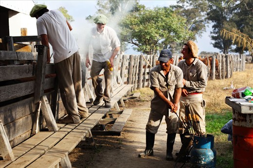 Farm workers work with the farm owners who visit from surrounding cities with the same passion for the land and the animals.