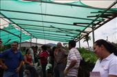 Prepping for new compost pile under greenhouse: by kendal00, Views[210]