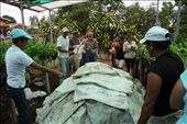 Covered compost pile: by kendal00, Views[247]