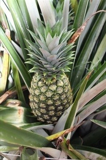 Piña 