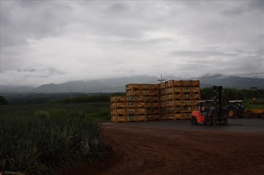 Del Monte piña farm