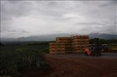 Del Monte piña farm: by kendal00, Views[355]