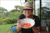 Fresh aloe vera, papaya, and honey: by kendal00, Views[357]