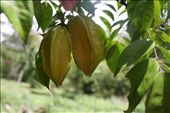 Star fruit: by kendal00, Views[245]