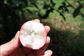 Costa Rican apple: by kendal00, Views[267]