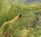 Birds : by kendal00, Views[260]