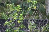 Lime tree: by kendal00, Views[312]