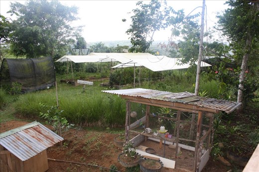 Green houses and parakeet cage