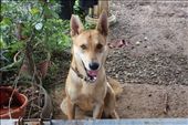 Hated dog #1: by kendal00, Views[259]