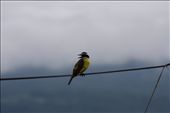 Birds: by kendal00, Views[196]