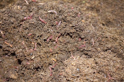 California Redworms