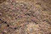 California Redworms: by kendal00, Views[314]
