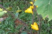 Odd looking flowers: by kendal00, Views[222]