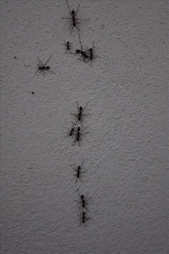 Ants