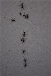 Ants: by kendal00, Views[222]
