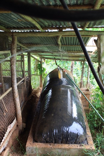 Biogas (methane) produced from the cerdo manure 