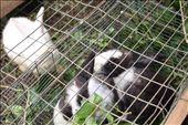 Rabbits: by kendal00, Views[284]