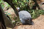 Guinea fowl: by kendal00, Views[621]