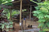 Chicken coop: by kendal00, Views[198]