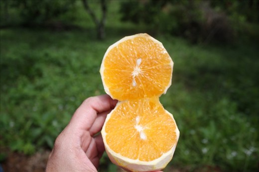 Orange- one of many fruits on the farm
