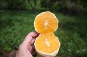 Orange- one of many fruits on the farm: by kendal00, Views[278]