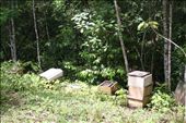 Honeybees: by kendal00, Views[224]