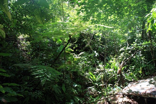 Down in the rainforest