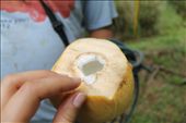 Coconut: by kendal00, Views[243]