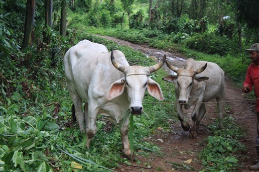 Oxen at the bottom of the hill where we weren't supposed to be