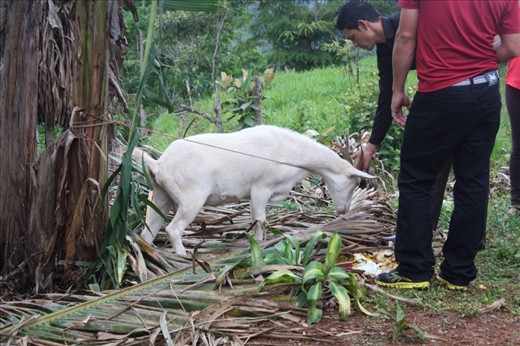 Raffle if you could guess the goat's weight