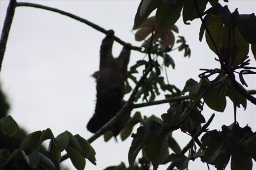Sloth climbing down after I scared him
