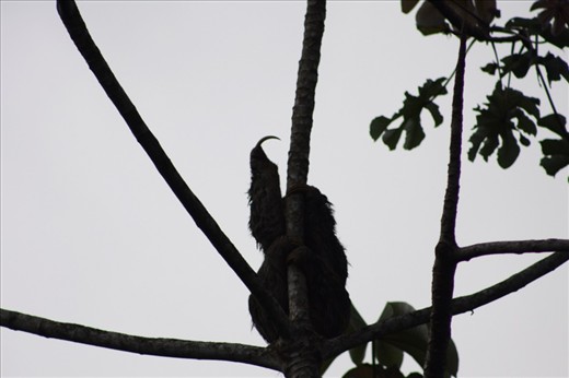 Check out the sloth's claw