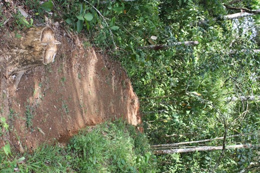 One of my raked paths