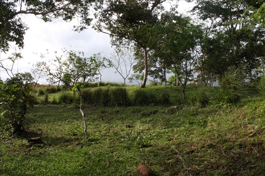 Where I planted grass- from the bottom to the top where the Y looking tree is