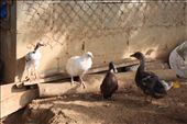 Chickens: by kendal00, Views[251]