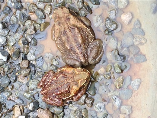 Sapos - these are bigger than the noisy ones