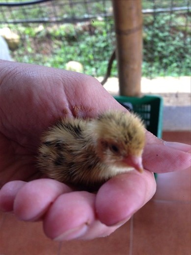 New baby quail