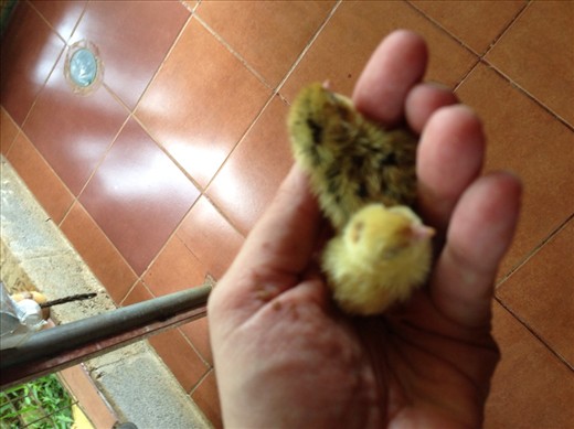 Baby quails