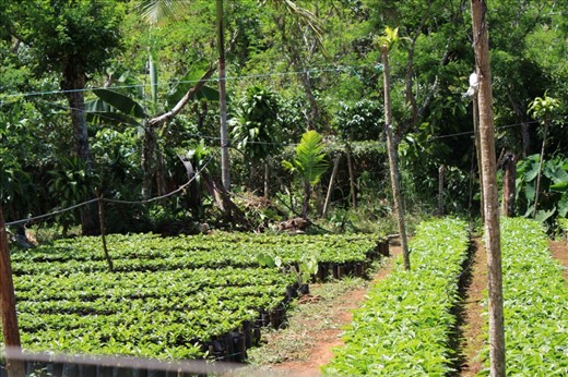 Cocoa y cafe plant nursery in the mountains 