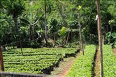 Cocoa y cafe plant nursery in the mountains : by kendal00, Views[433]