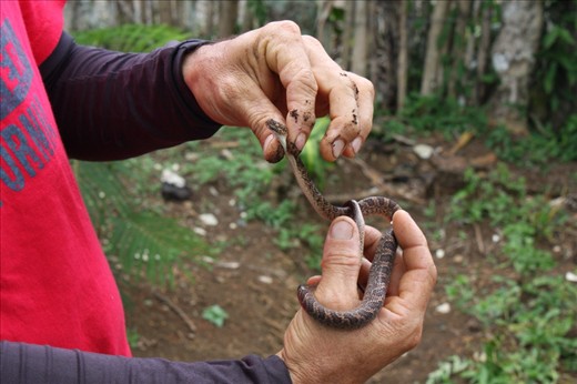 Snake in compost pile